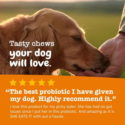 Senior Advanced Probiotic Bites for Dogs, for Gut & Digestive Health, Chicken Flavor 90 Ct Soft Chews